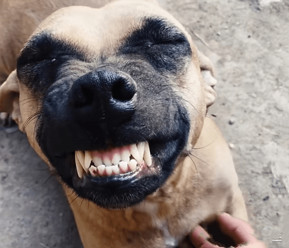 才发现狗子一直保持着一个动作,它一直朝着自己龇牙,起初网友以为它是