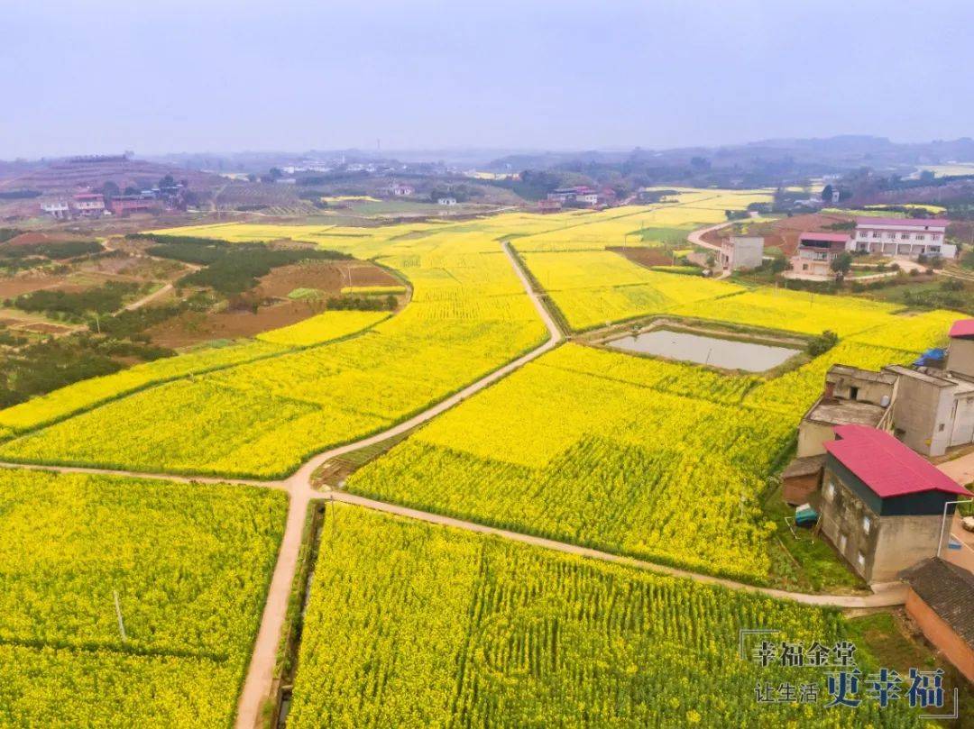 橙乡三溪花开成海金堂油菜花节开幕在即邀您赏花啦