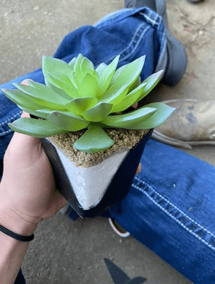 澳洲女子养的多肉堪称完美 天天浇水还不让人碰 两年后才知真相 植物