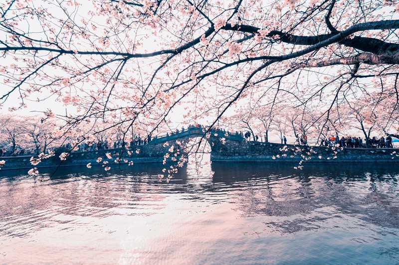 不用去日本了！中国最美赏樱地早樱已盛开，终于等到了