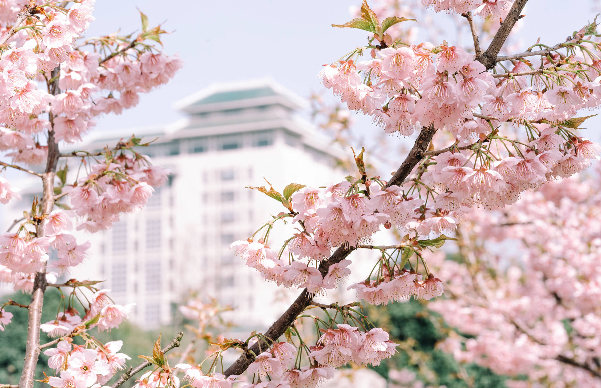 看樱花不必赴日本中国5大赏樱胜地春天花海绚烂你去过几个