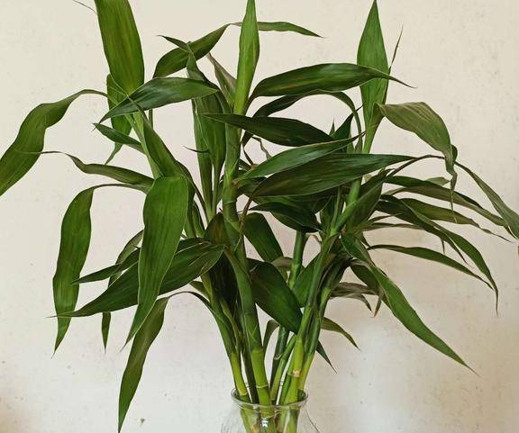 富贵竹几根合适 a6feb390cab648ccb03c6536796d8898.jpeg