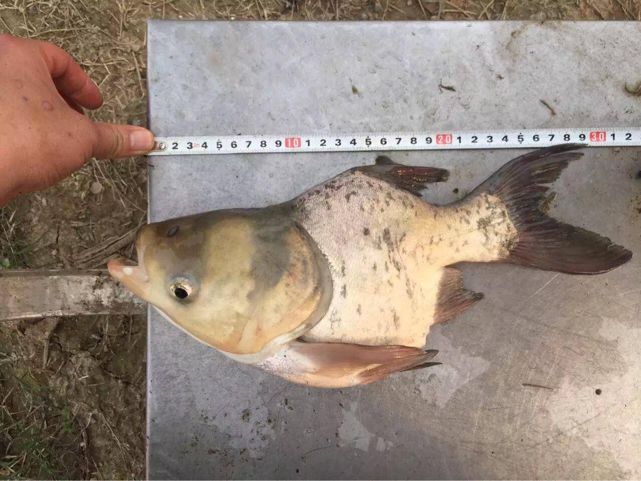 原创剁椒鱼头的原料很多是人为改造的缩骨鱼鱼头连着鱼尾巴