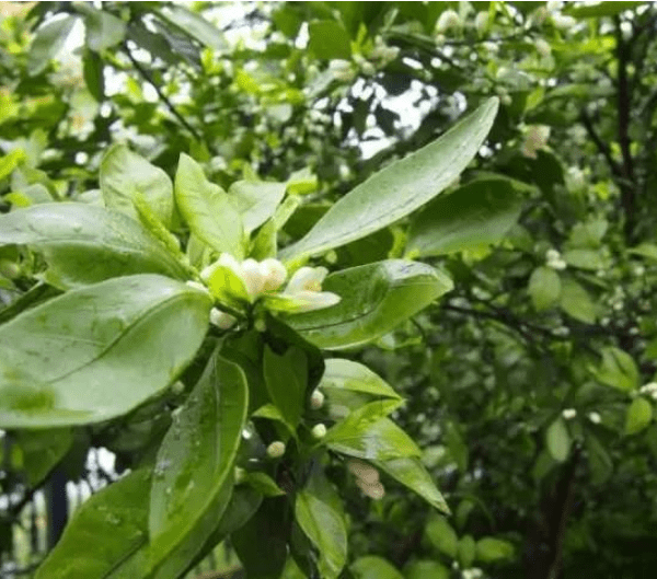 柑橘种植花蕾期壮花,壮蕾用什么肥?