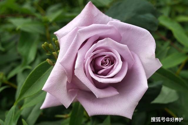 最爱紫玫瑰 优雅 高贵 从容 紫色