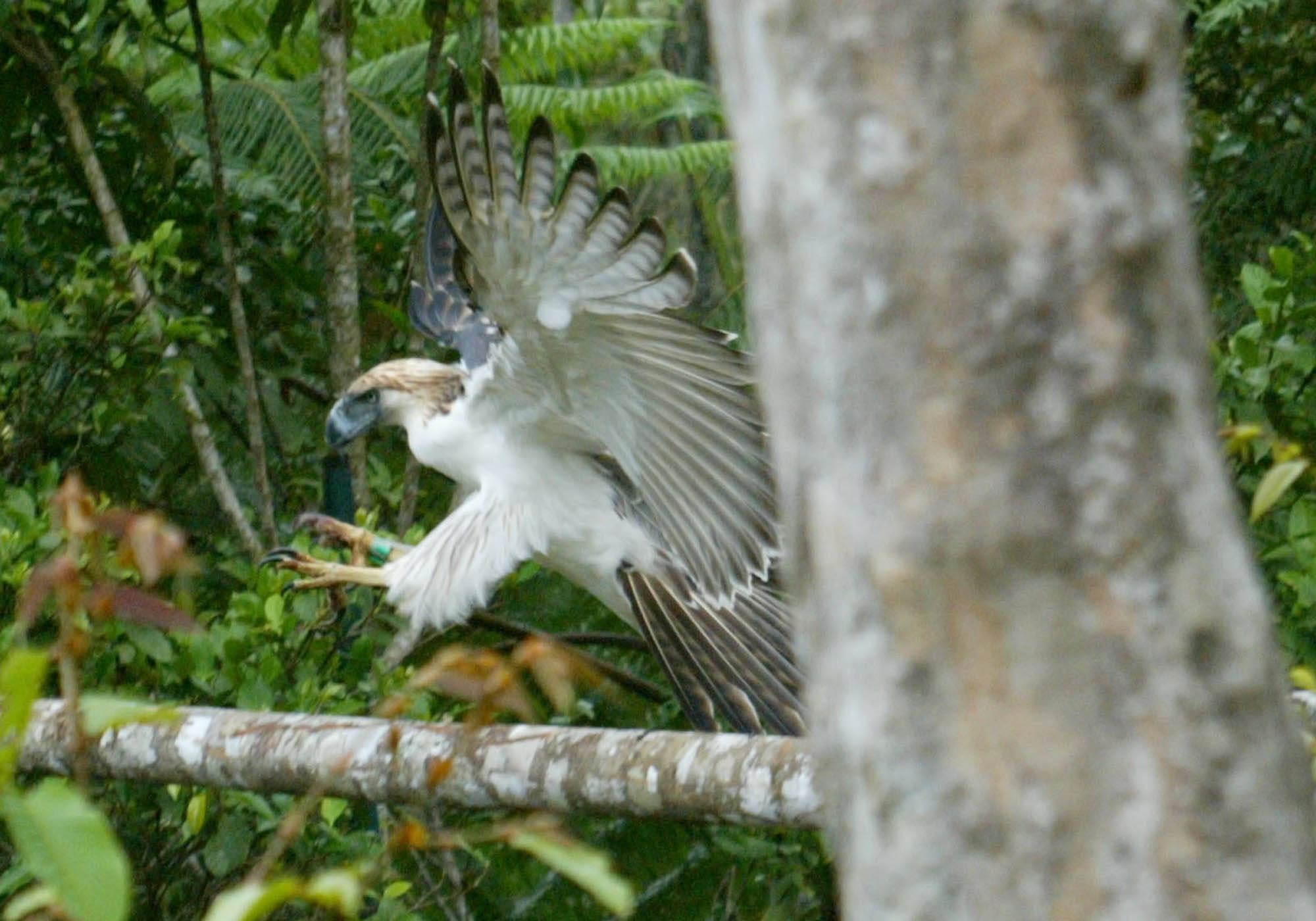 雕中之虎食猿雕位列食物链顶端为什么只剩下400对