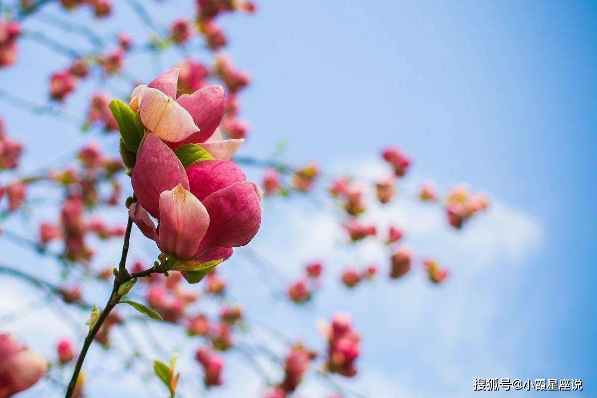 桃花贵人口诀_桃花贵人纹