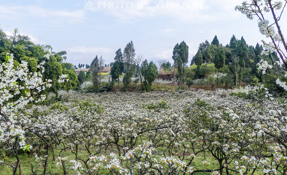春光中的重庆，花岩万亩梨花皑皑如雪，景美人少免费开放，约起来