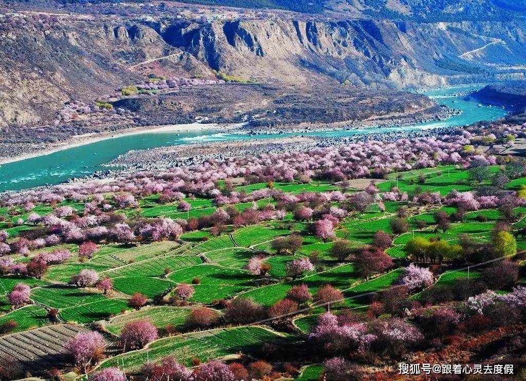阳春三月，北方一小县城杏花怒放，被誉为最美杏花村和中国最牛县