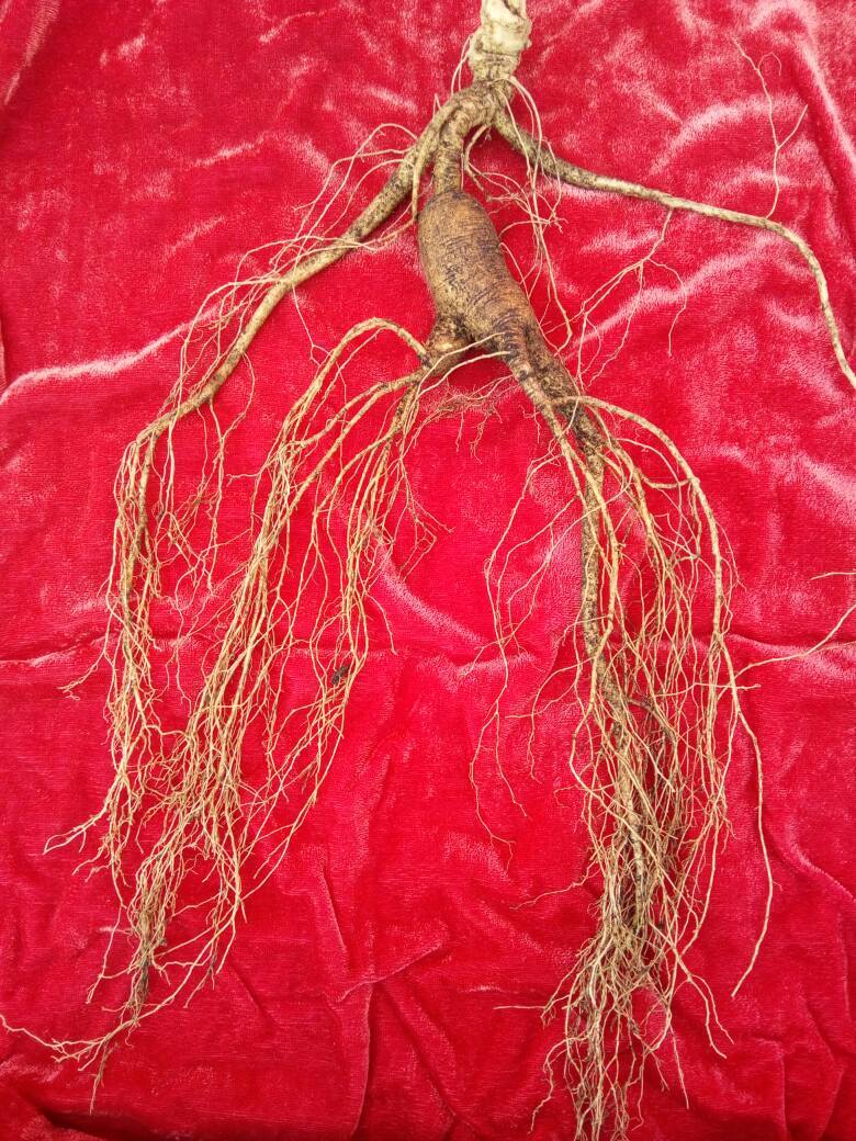 王建华老中医健脾强肾益气血治乏力腰痛腿软尿频