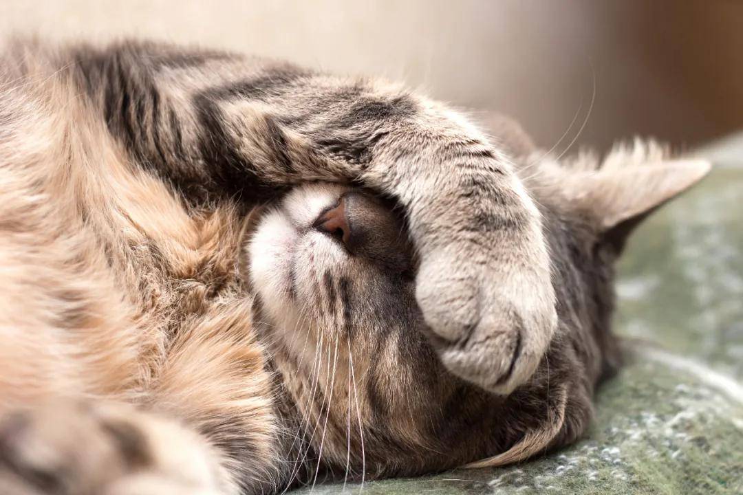 和猫一起睡觉有细菌吗 d422884217114cf8bf4727c50a10ee90.jpeg