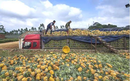台湾凤梨禁运徐闻现代农业产业园如何赚一波盆满钵满