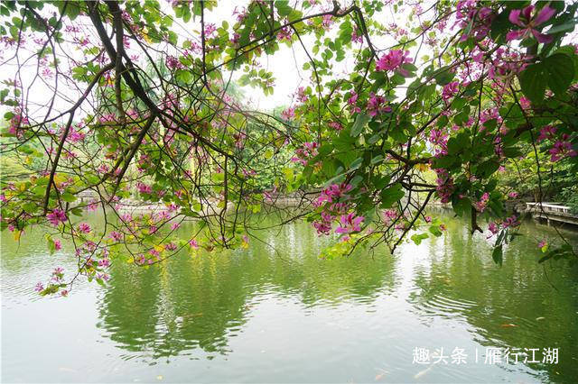 广西南宁为何一年四季清新温润，原来跟这个公园大有关系