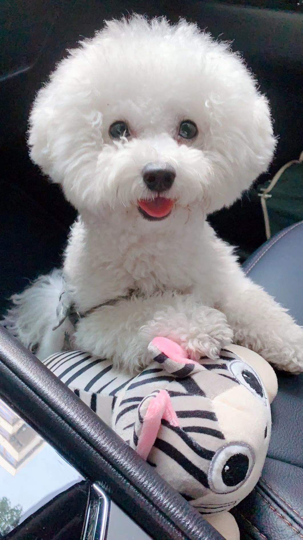 常州市天宁区兰陵街道国泰名都小区10栋丢失一只白色公比熊