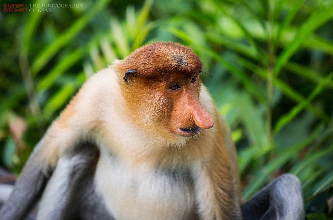 世界上最帅的猴子图片