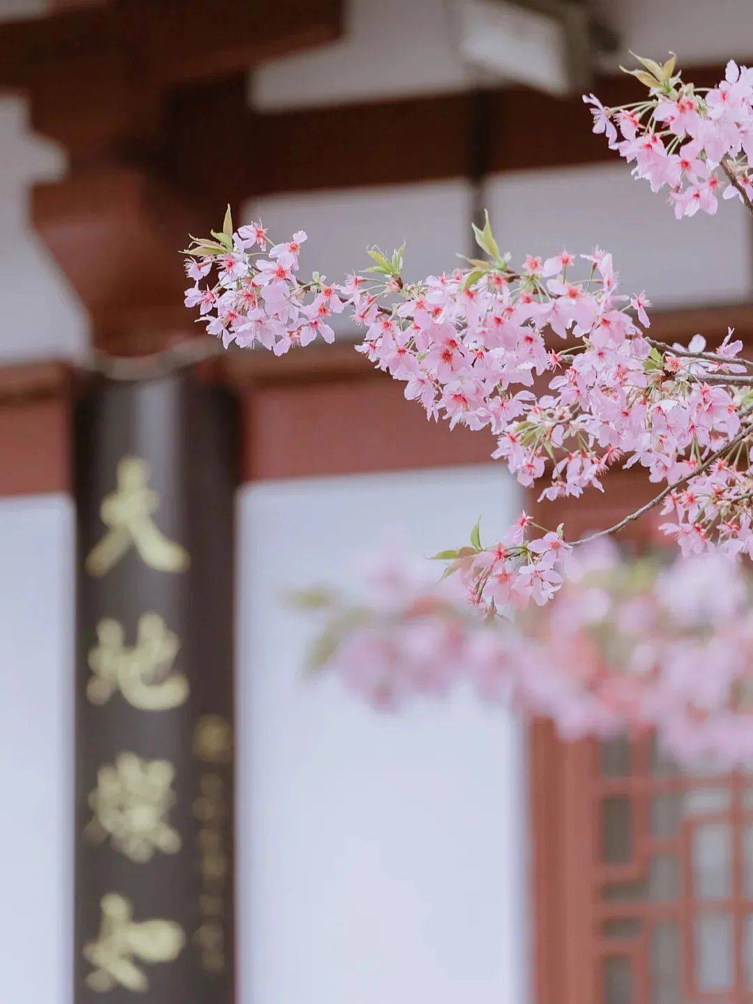 2020没办法去看的武汉樱花，今年终于可以补上了！