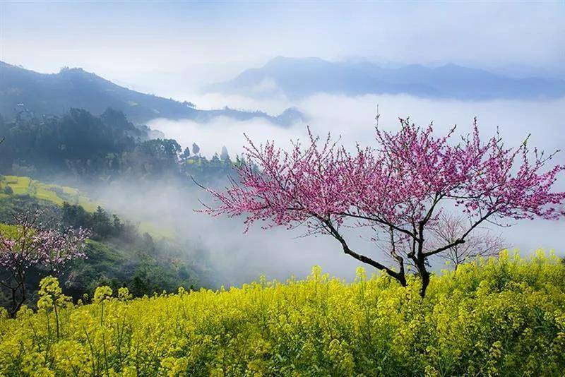 三月的婺源，收藏了中国最美的春天！