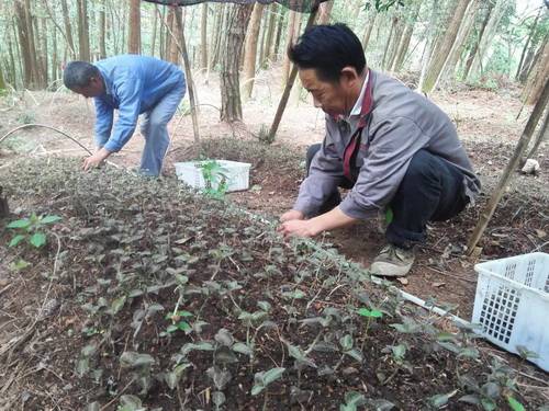 恭喜江西榛莲农业发展有限公司成功签约深圳70后张先生_种植