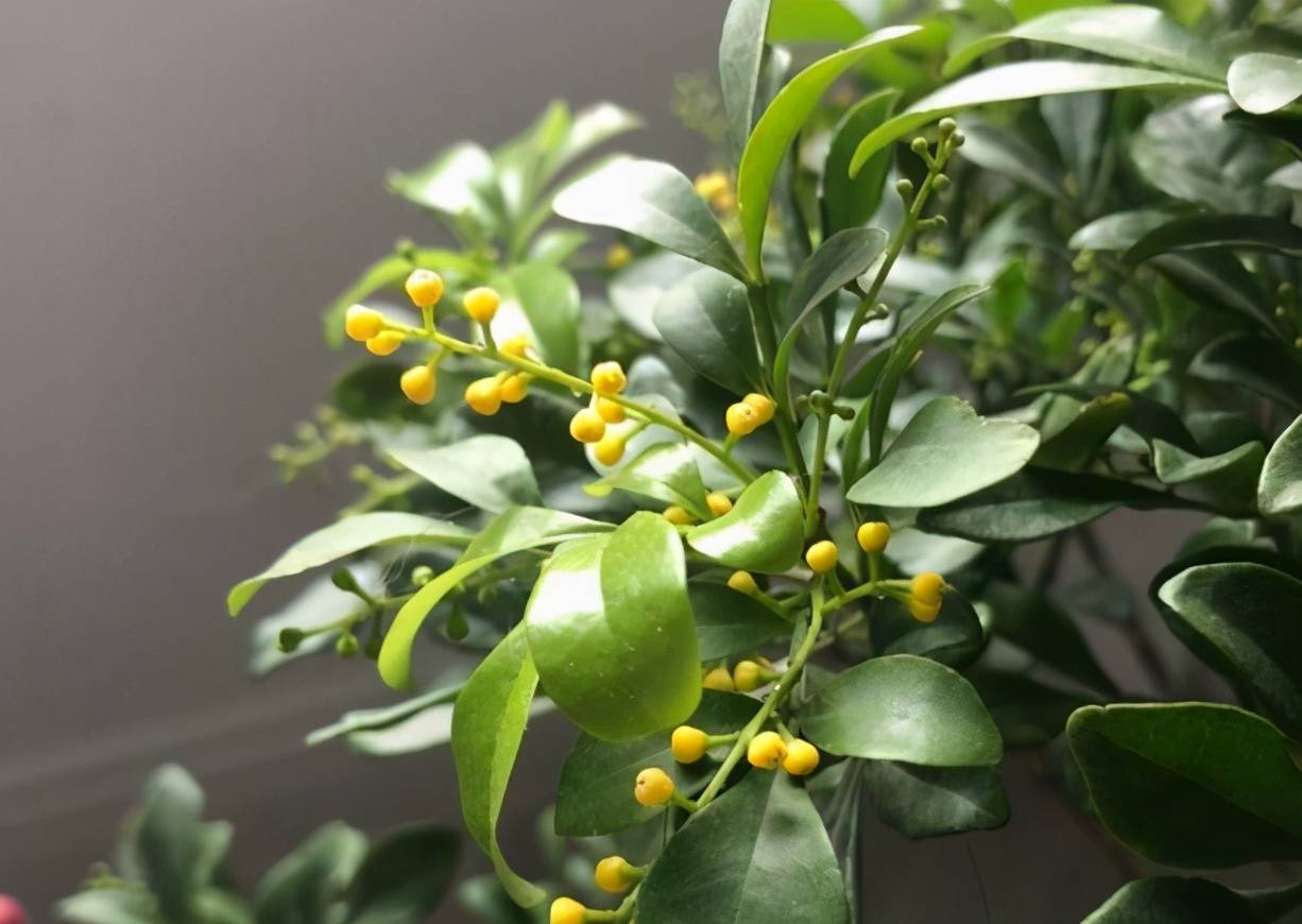 米兰花似桂花,花小量大,香味持久不散,花期却为5到12月
