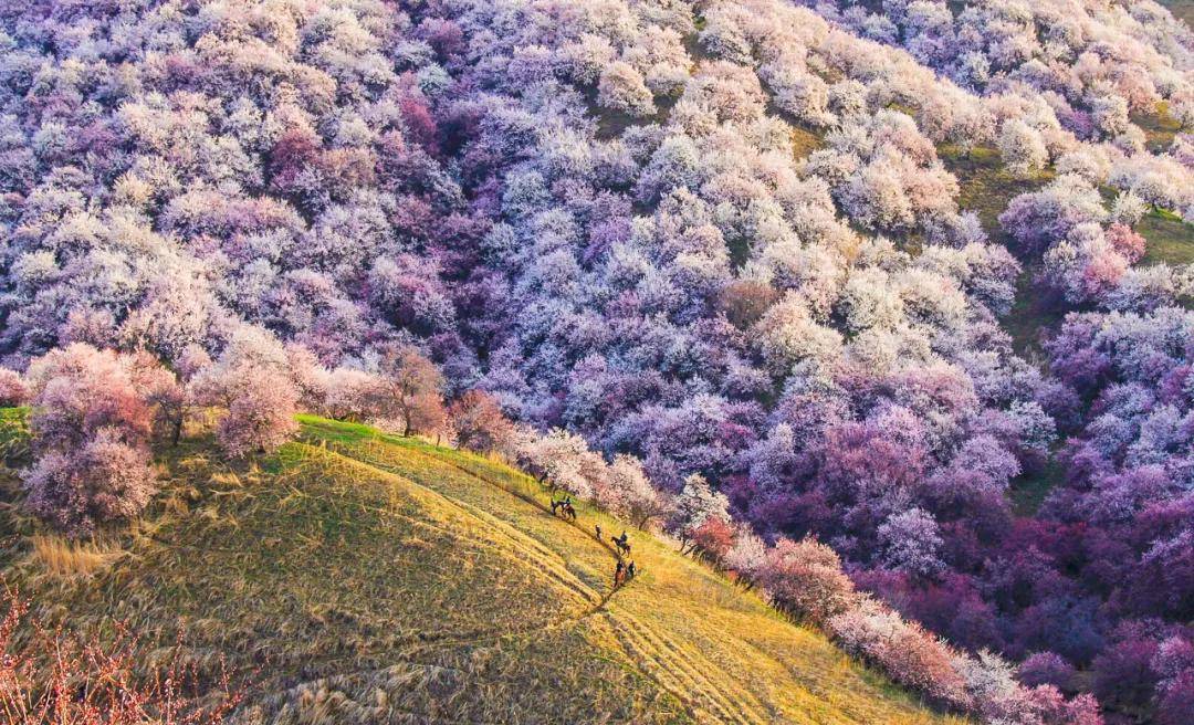 趁春光，打卡新疆最美花海、草原、湖泊、古城、村落……