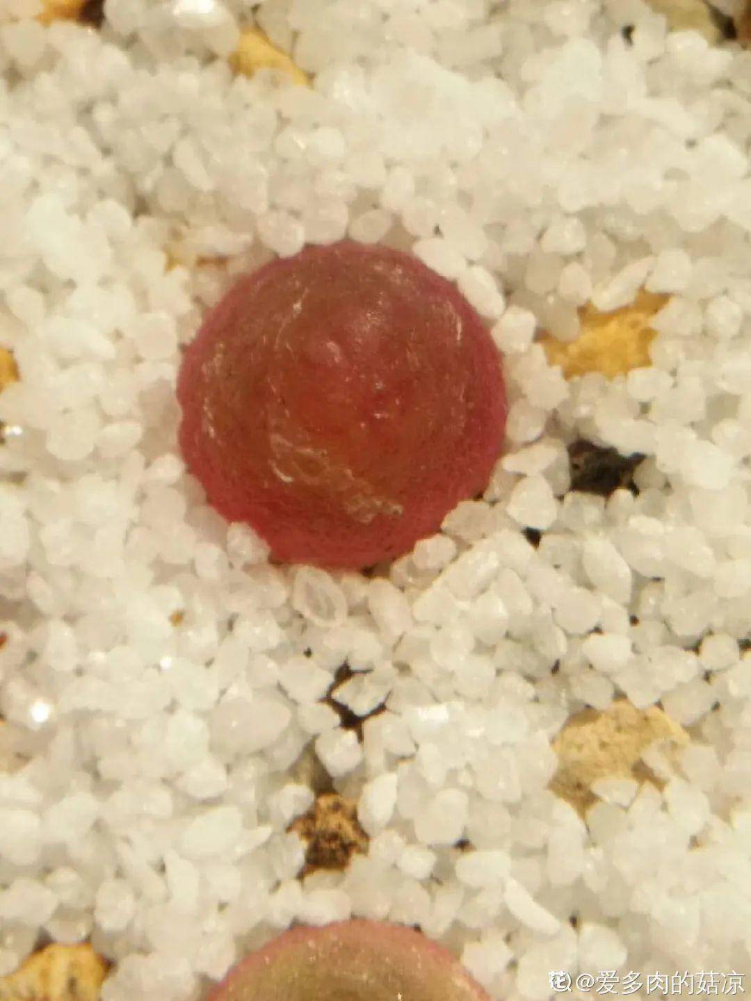 多肉小红嘴肉锥 b7c936cda73444e8a23a1667048af7e6.jpeg