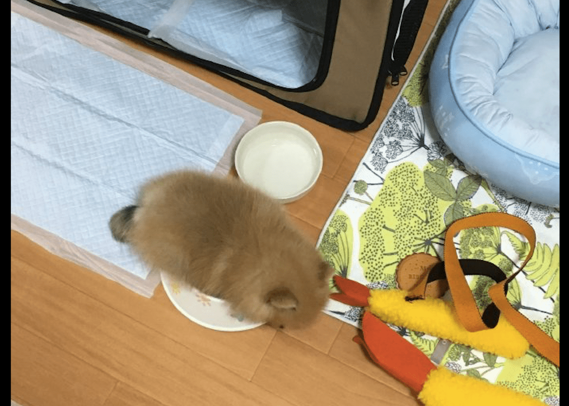 狗狗太困了,但为了不错过饭点,直接就躺在碗上睡着了,干饭狗呀