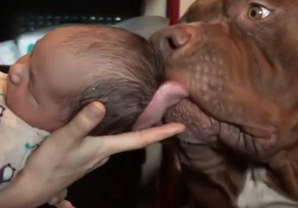 全球最大、最兇猛的比特犬，偷偷靠近小寶寶，接下一幕讓寶媽驚呆！ 萌趣萌寵 第3张