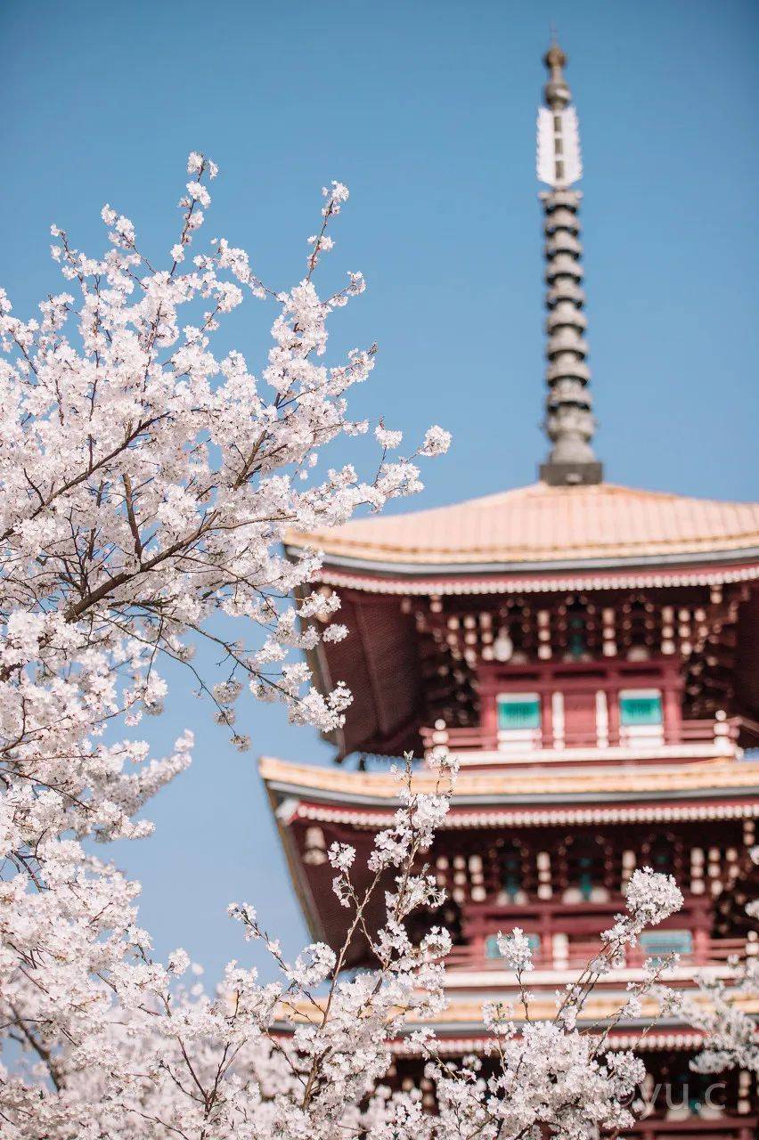 3月，武汉的樱花全部开了，满城被粉色点缀得如梦似幻
