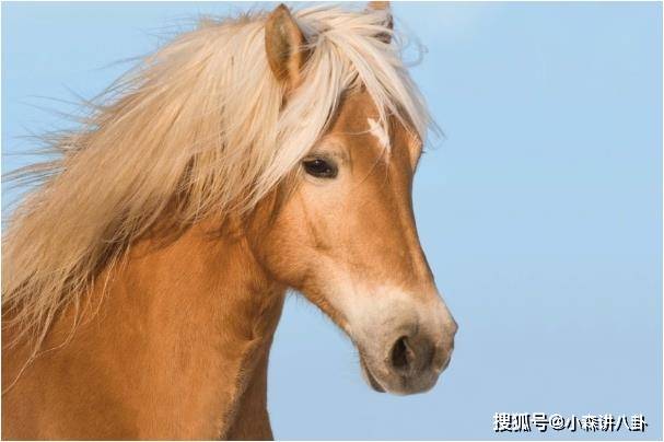 马的贵人是哪个 2f02da1675c64c648ef880444abd81ee.jpeg