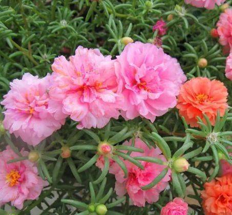 蔷薇花几月份种最合适 383bad01a8814d12931ed958ea827b8a.jpeg