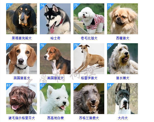 狗狗排名榜_狗狗排名大全排名榜