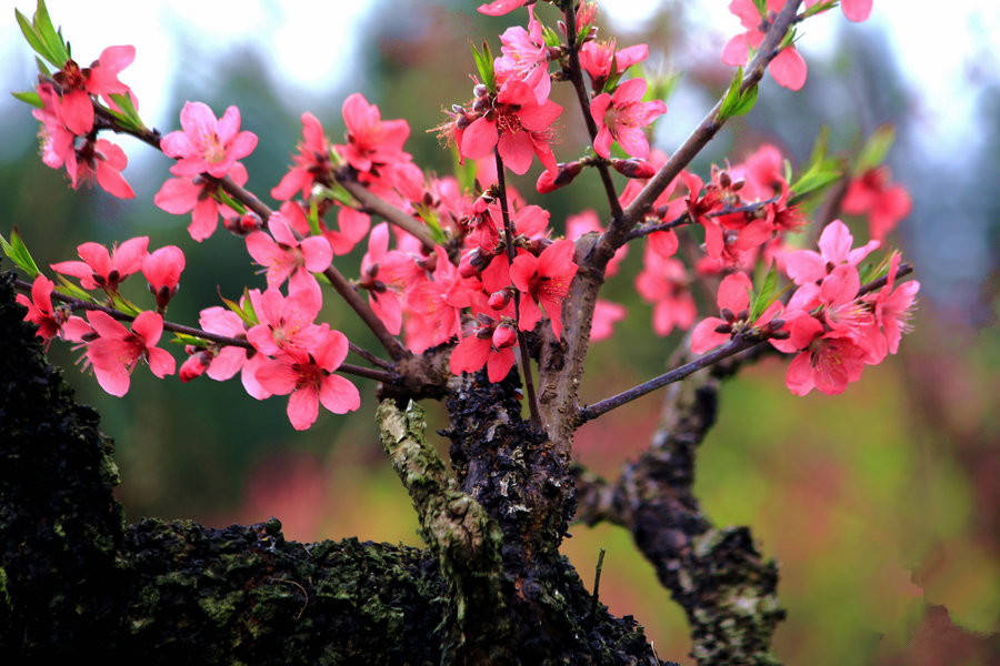 廣東連平萬畝桃花盛開:賞花春遊,觀連平美景正當時!