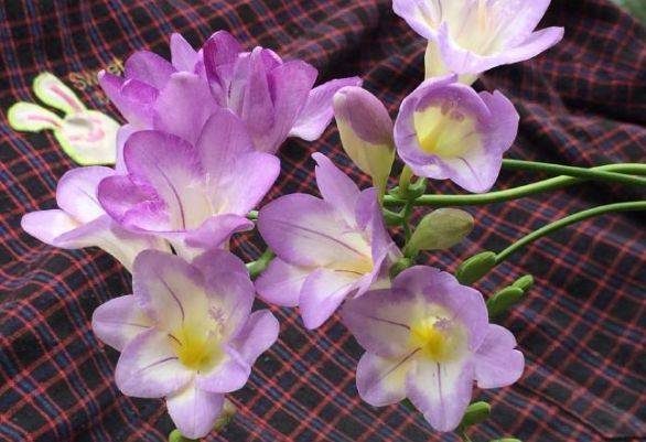60f01d73b9444a6cafe557625d39b10e.jpeg