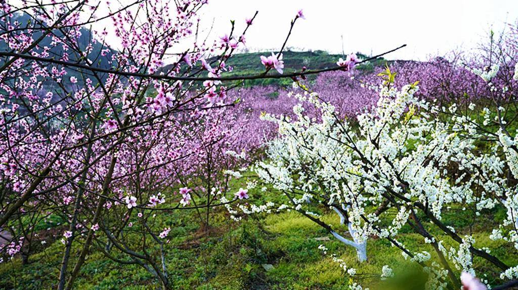【创建天府旅游名县】三月春游来四川兴文这些地方一定没错！