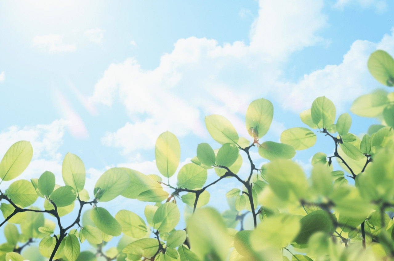 绿叶是什么呀 b5597ec3515149178e4259ed0856513d.png