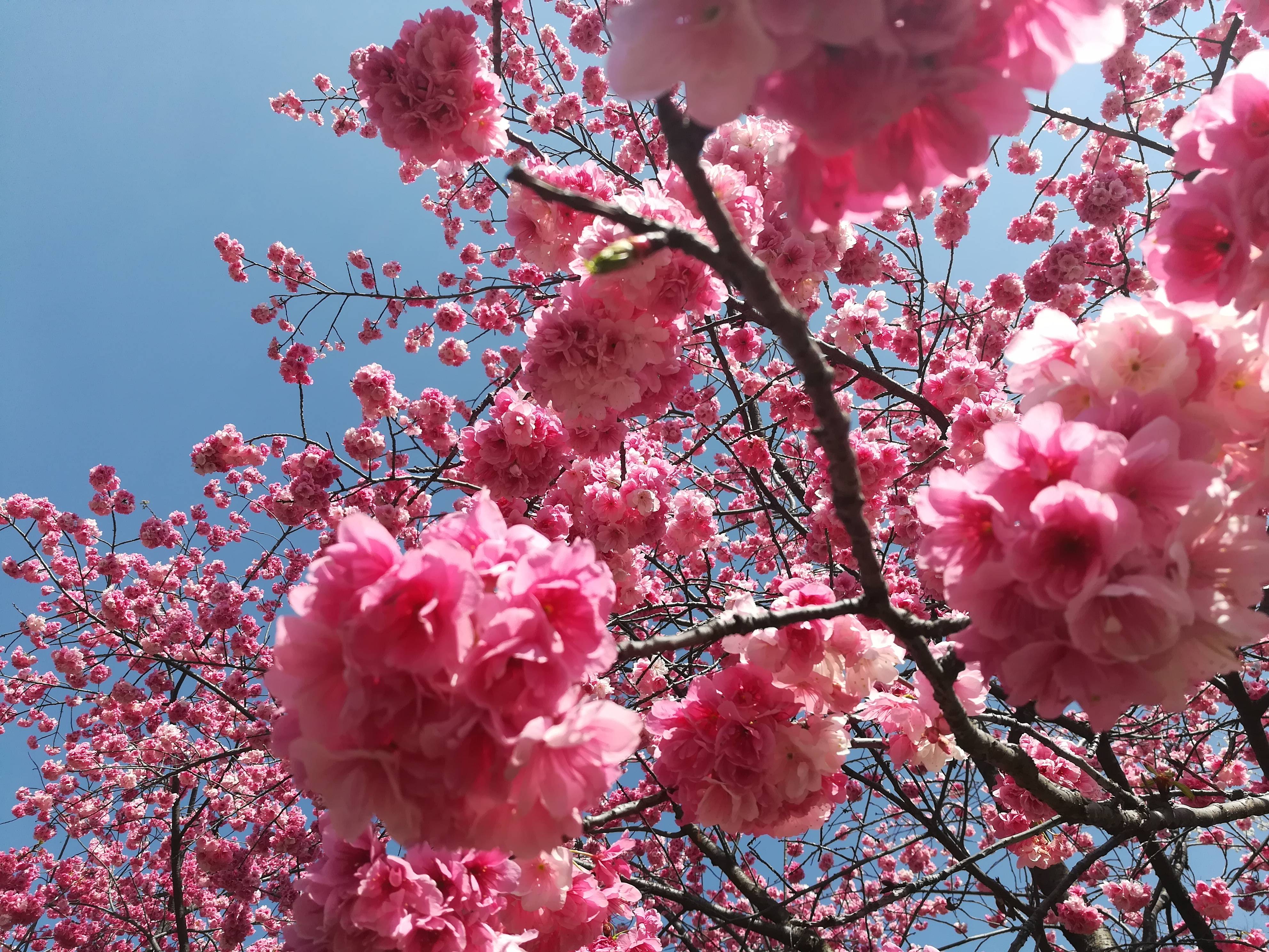 曲靖大花桥公园的樱花盛开，好多人都在拍照，蓝天白云下的樱花真是美极了