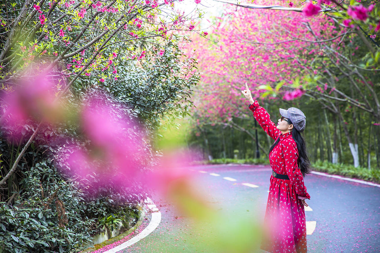 武汉赏花好去处，在花香茶谷网红“贵妃南极红大道”感受最美的春天