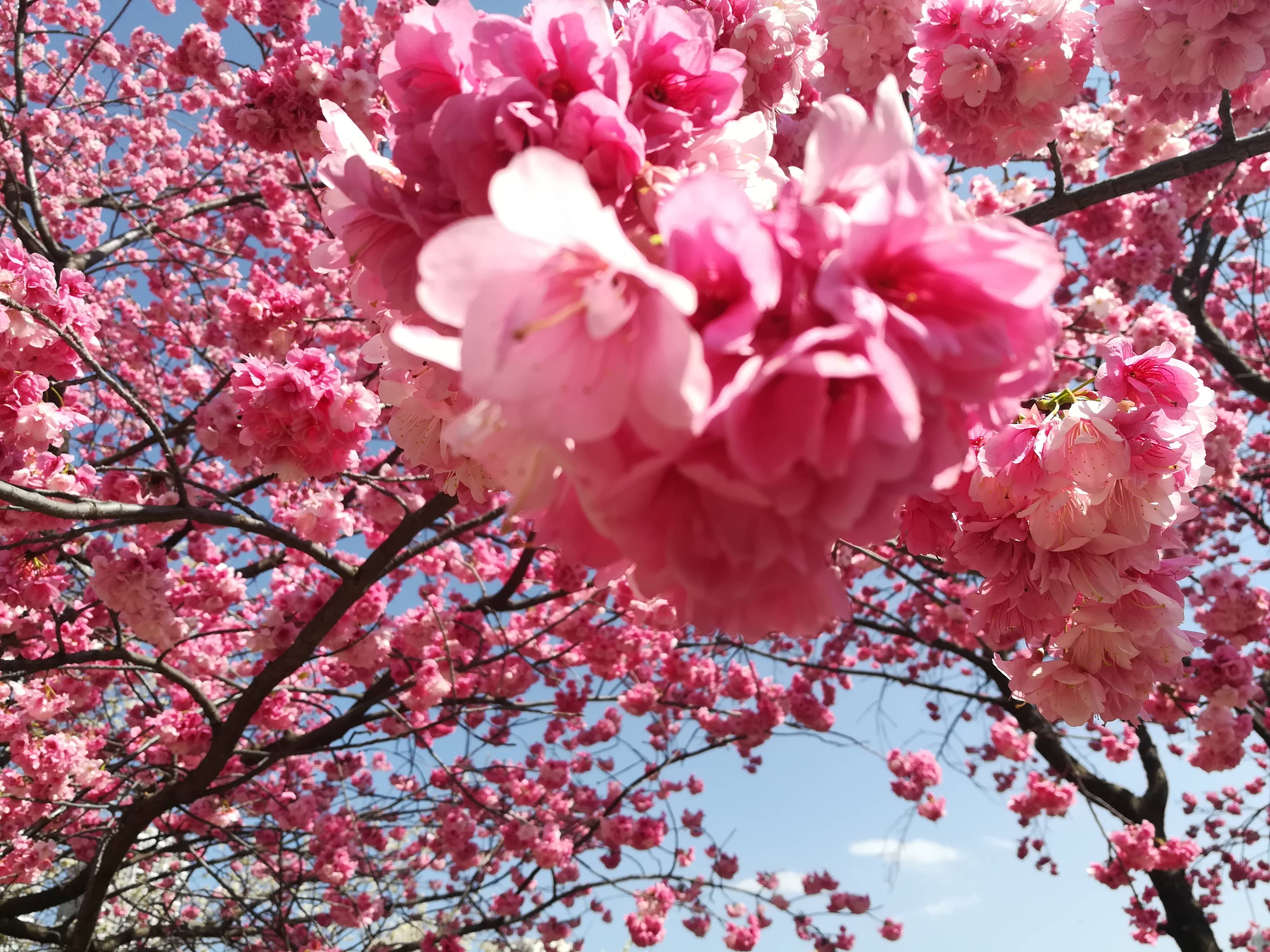 曲靖大花桥公园的樱花盛开，好多人都在拍照，蓝天白云下的樱花真是美极了