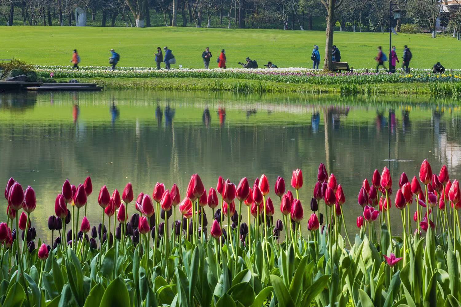 杭州的春天不仅在太子湾，这处唯美樱花园，足够承包你整个春天！