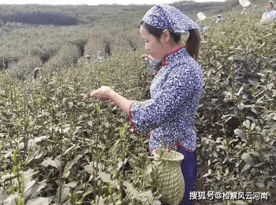 “中原茶乡”桐柏县：春茶开采