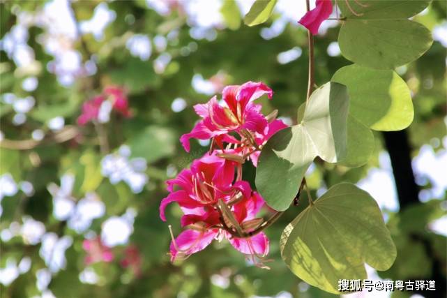 木棉红丨莫负春意，来花城赏花