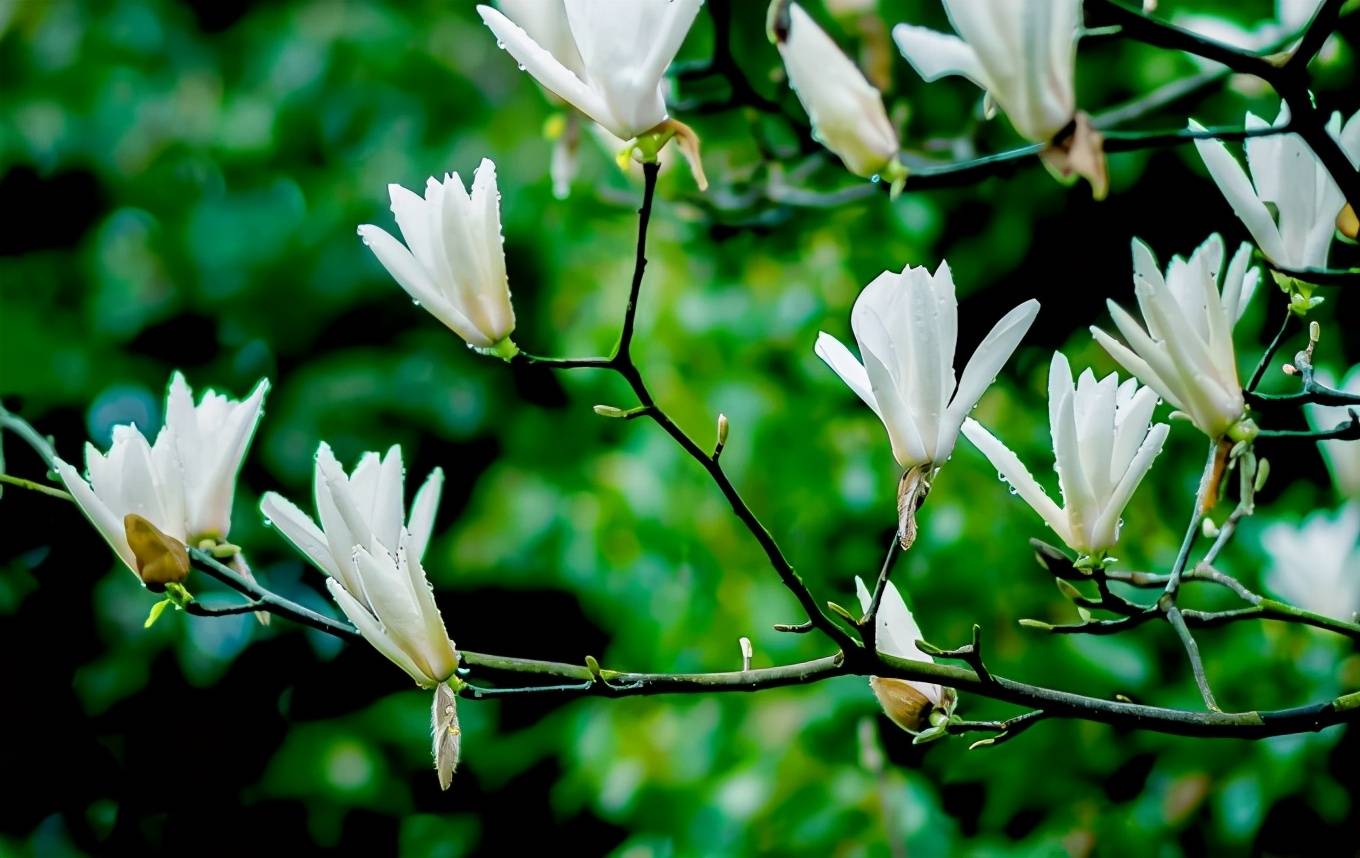 巨石山丨玉兰花赞