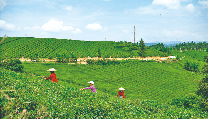 黎平明前茶提前开采_茶叶