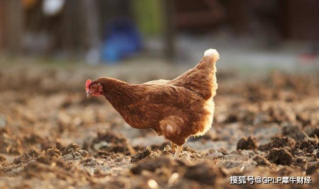 立华股份业绩暴降近九成 拟发可转债市场会买账