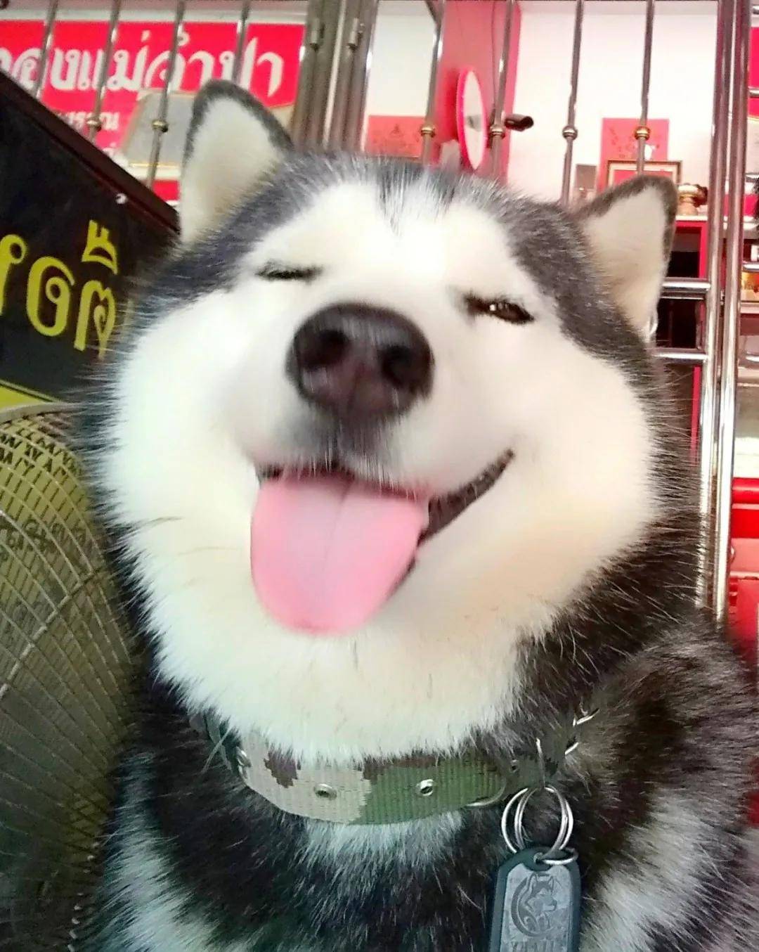 只要狗子们健康,快乐,不拆家,铲屎的就很心满意足了图片丨网络编辑丨