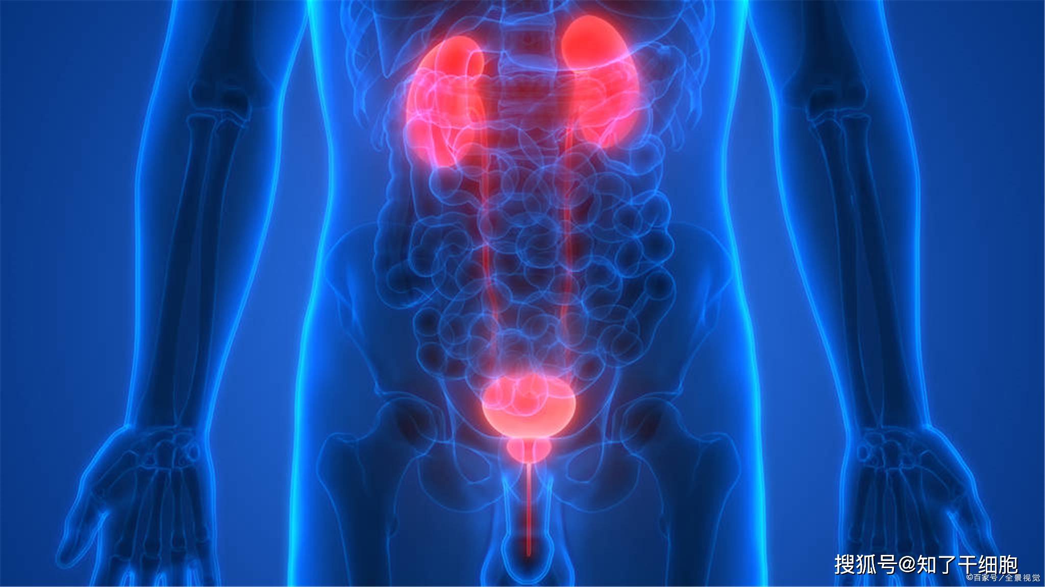 有生之年请肾重