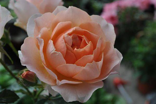 养花就养3种"女神花",花大色美,香气怡人,四季开花,盆栽也可以