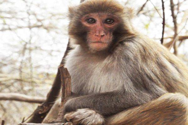 属猴人 3月将有喜事 天命降临 不接不吉 生肖