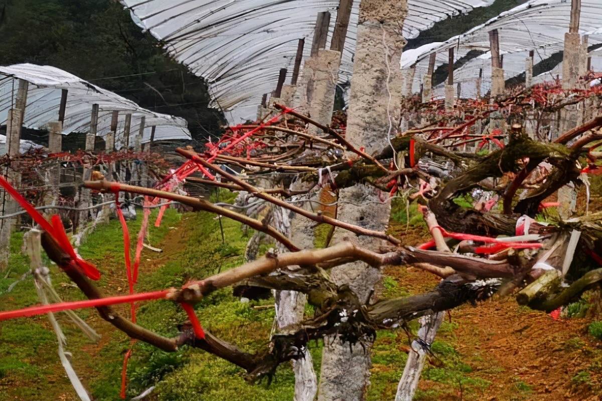 给葡萄绑蔓别看简单学问可大了绑的方向不对就会适得其反