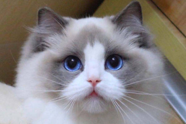 布偶猫的眼睛都是蓝色的吗可以通过眼睛来判断纯种